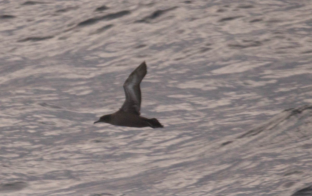 Sooty Shearwater - ML188369561