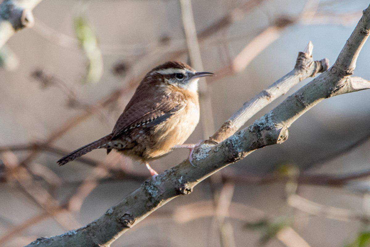 Carolina Wren - Sue Barth