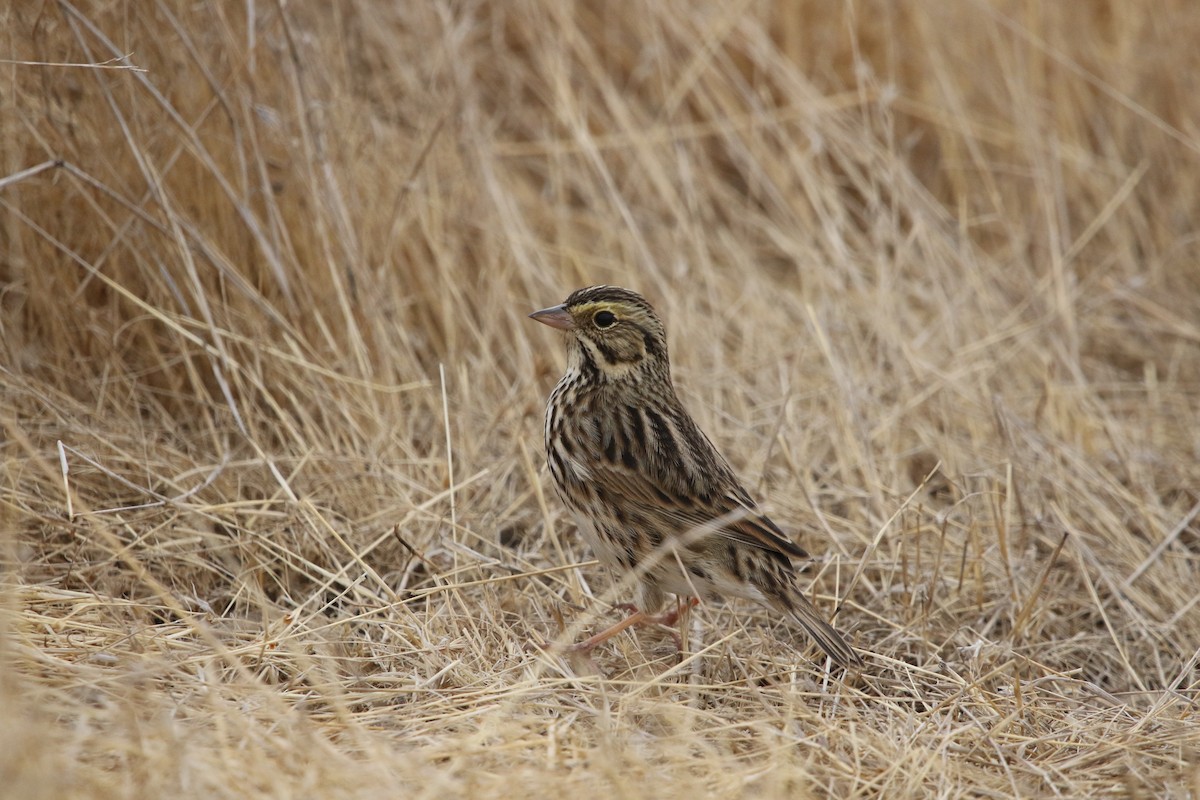 Savannah Sparrow - ML188370801