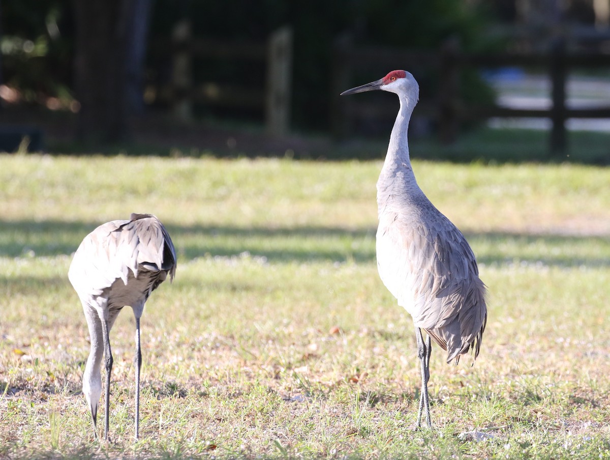 Sandhill Crane - ML188371541