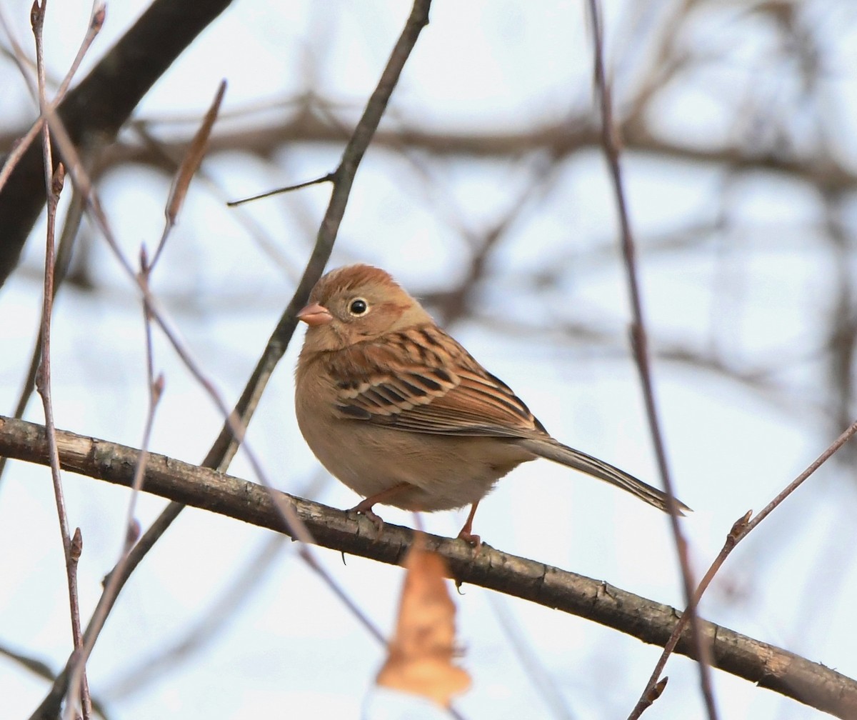 Field Sparrow - ML188371941