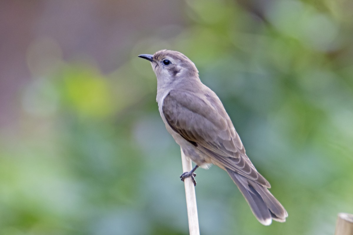 Black-eared Cuckoo - ML188374851