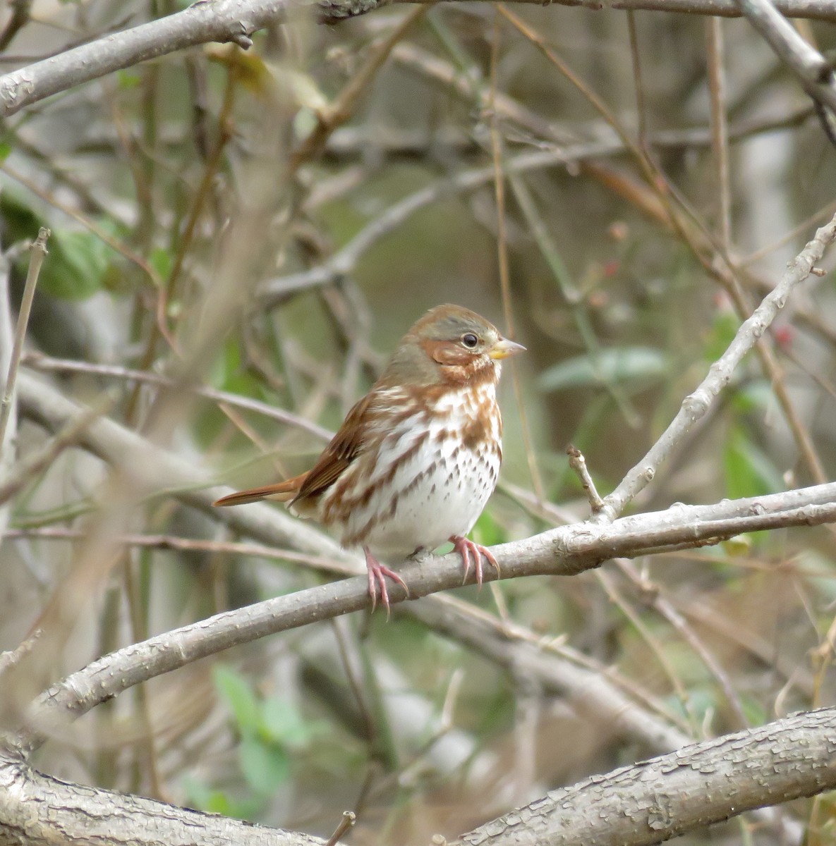 Fox Sparrow (Red) - ML188375101