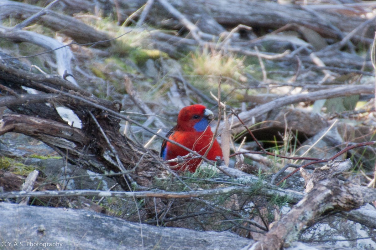 Crimson Rosella - ML188375501