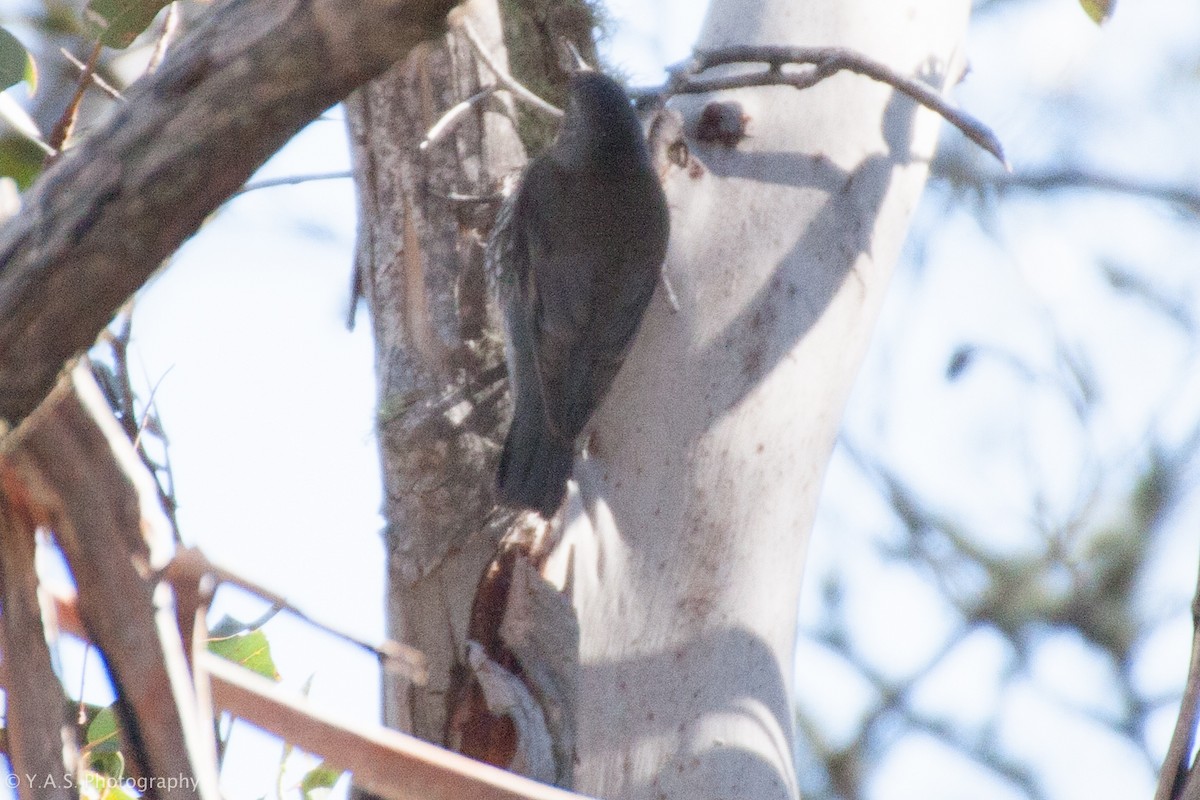 White-throated Treecreeper - ML188375531
