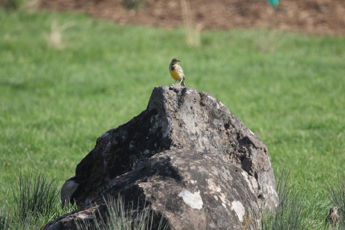 Western Meadowlark - Ryan Phillips