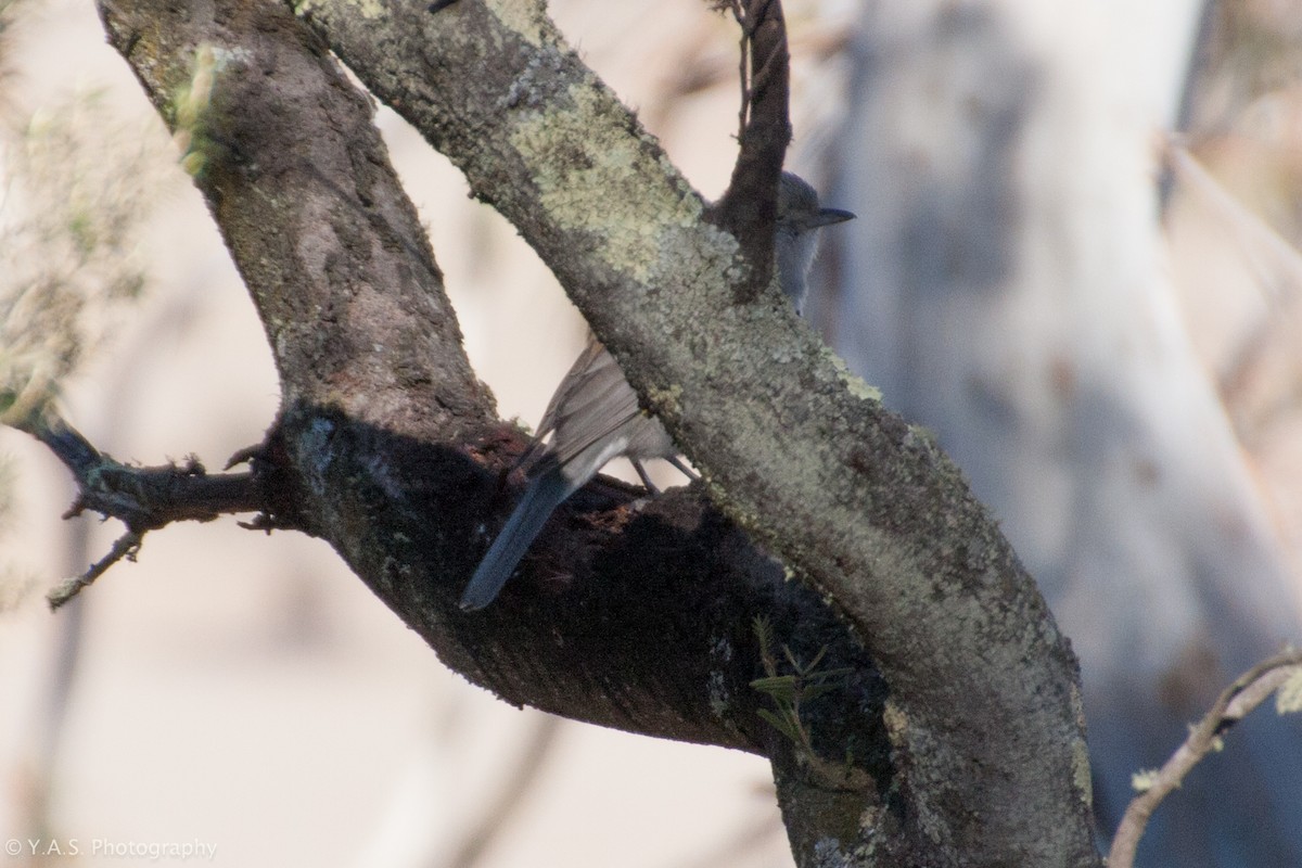 Gray Shrikethrush - ML188375611