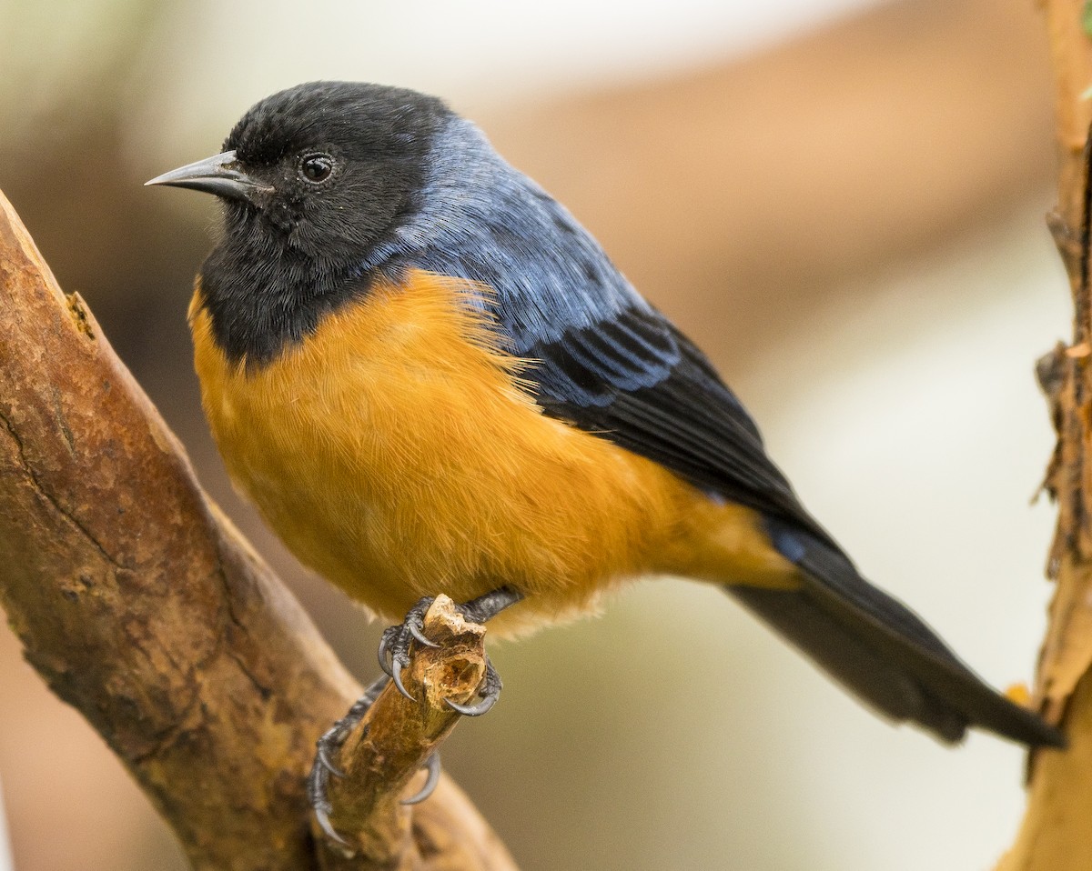 Blue-backed Conebill - Ian Routley