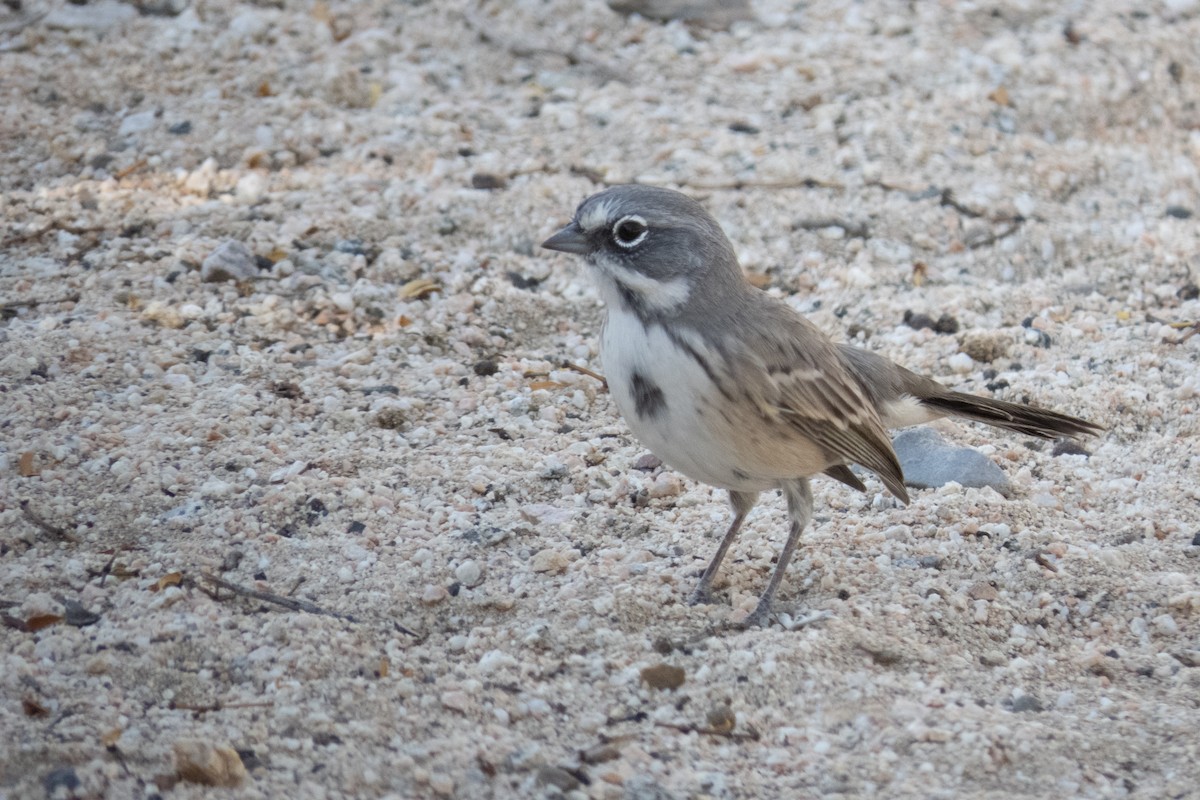 Bell's Sparrow - ML188377831