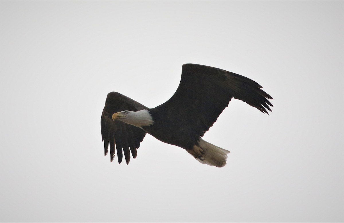 Bald Eagle - ML188377991