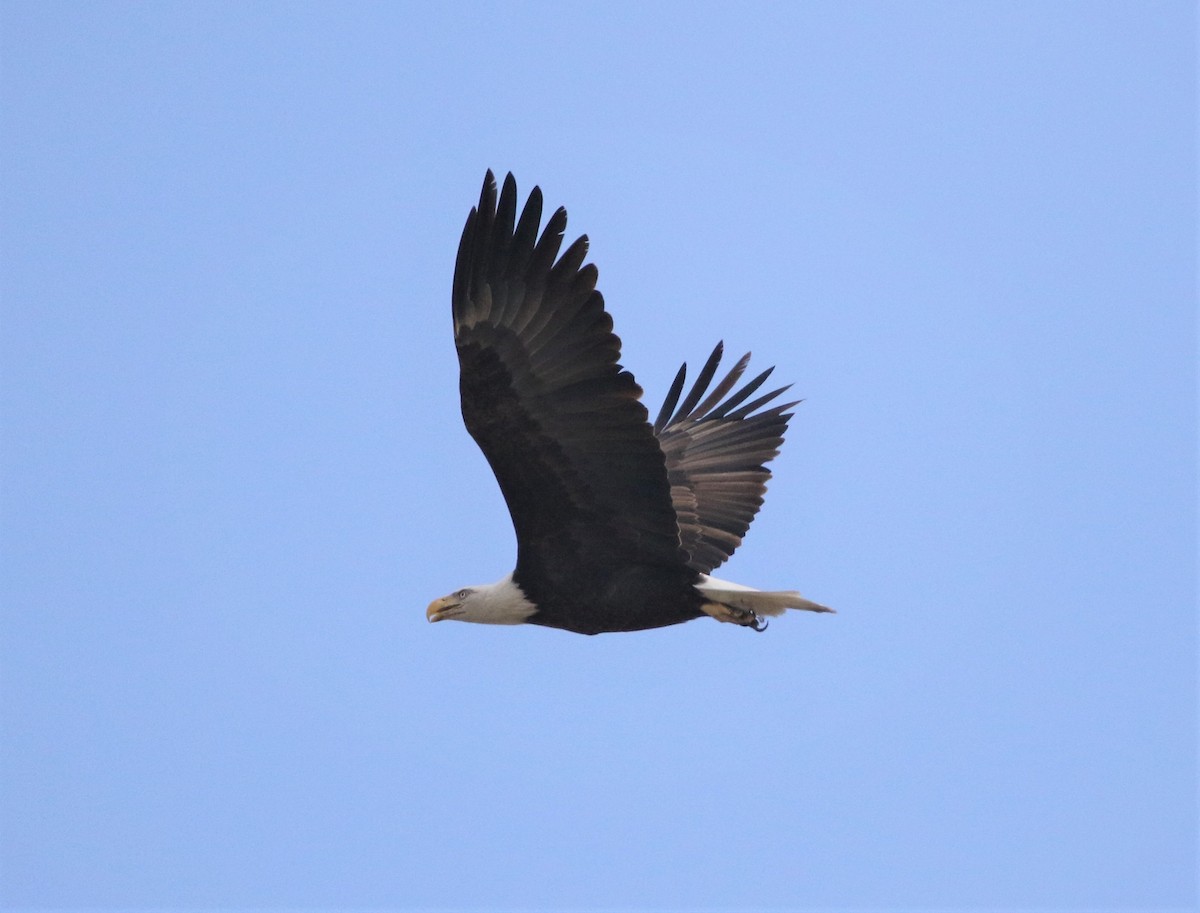 Bald Eagle - ML188378011