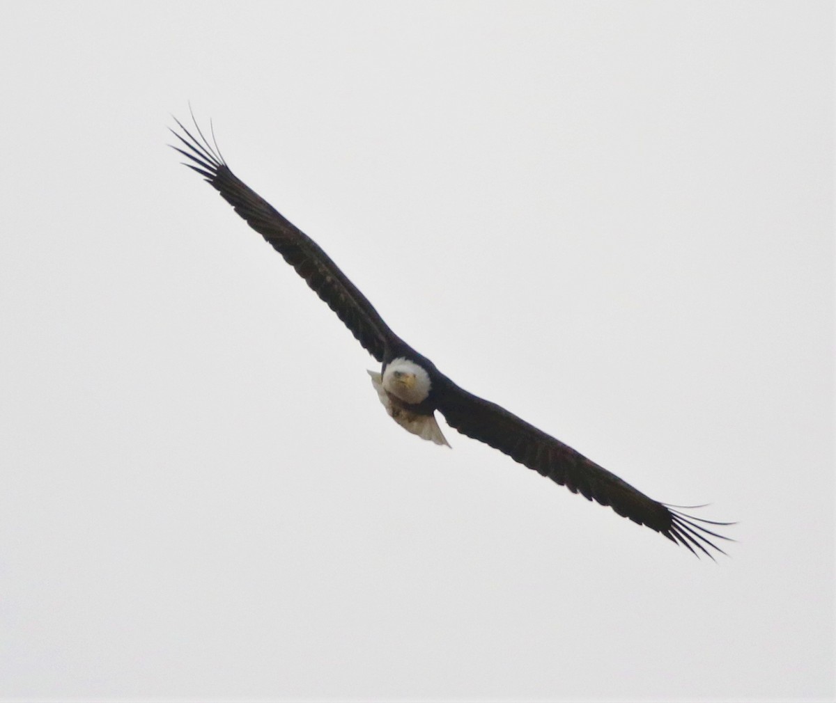 Bald Eagle - ML188378101