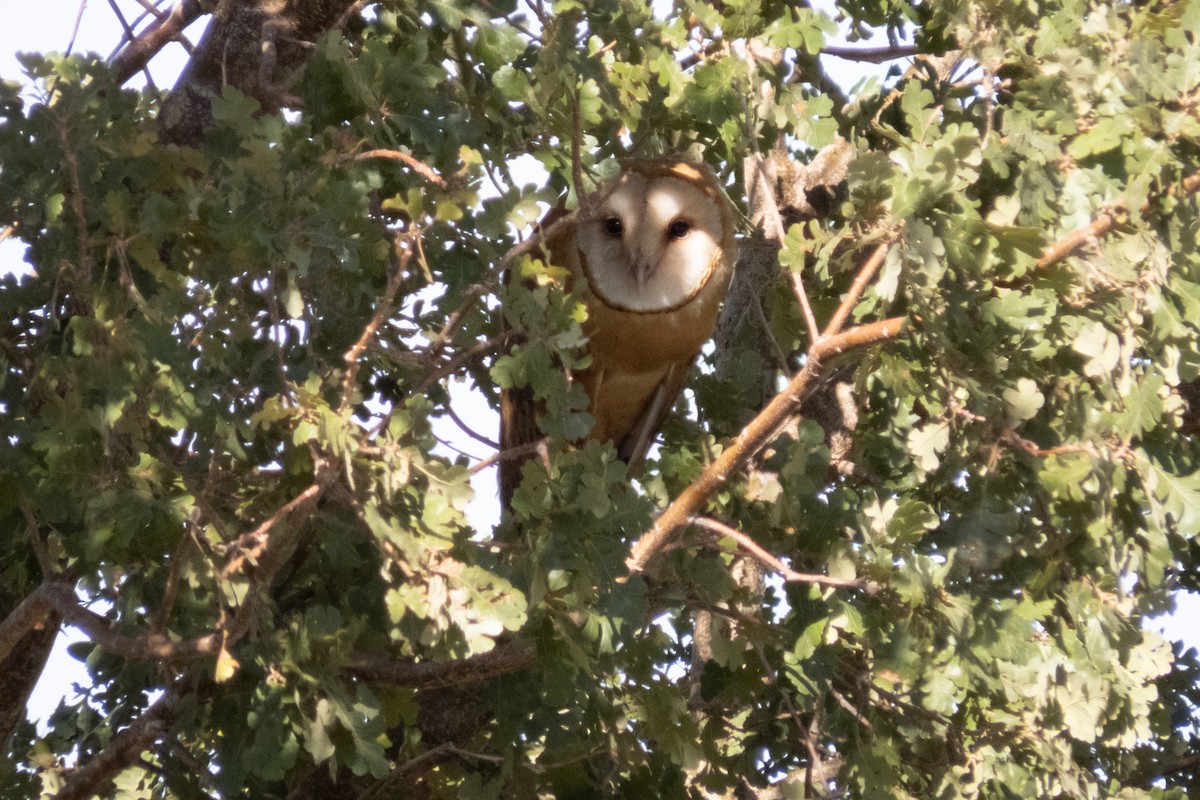 Barn Owl (American) - ML188378211