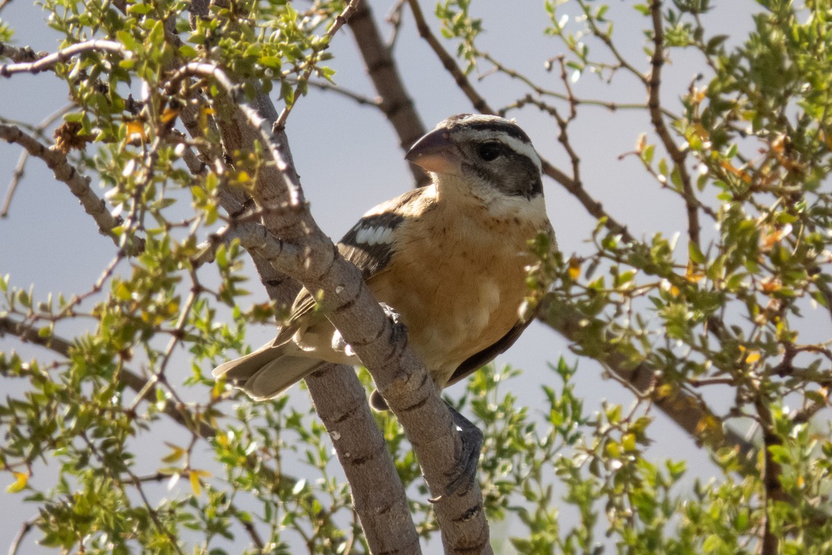 Black-headed Grosbeak - ML188378761