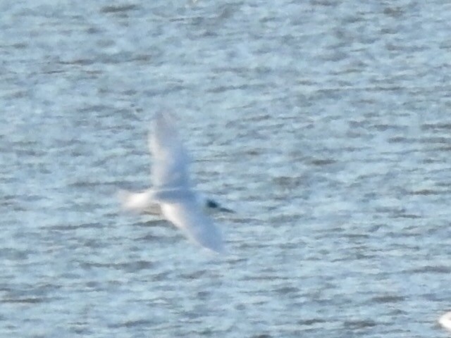 Forster's Tern - ML188379221