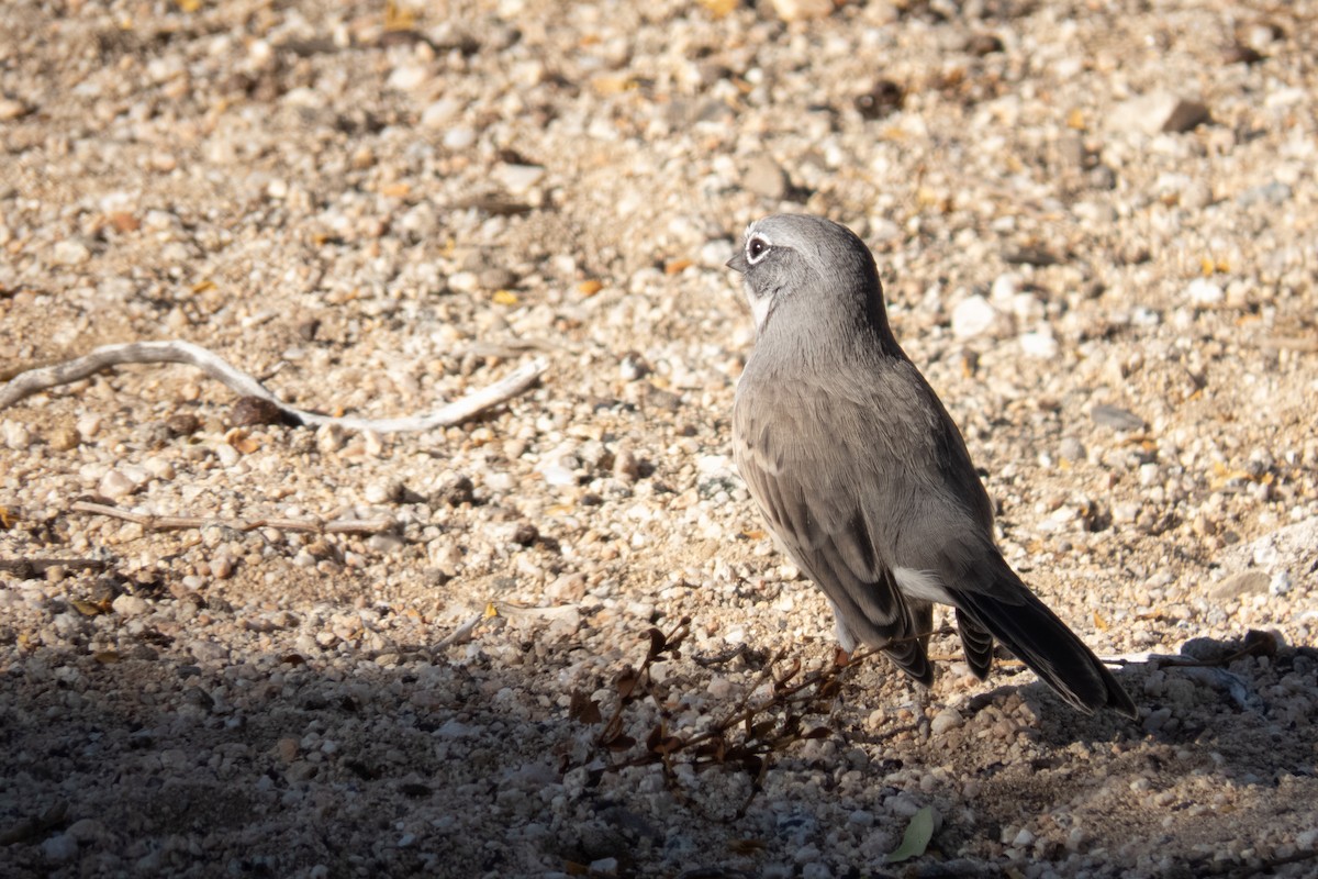 Bell's Sparrow - ML188379601