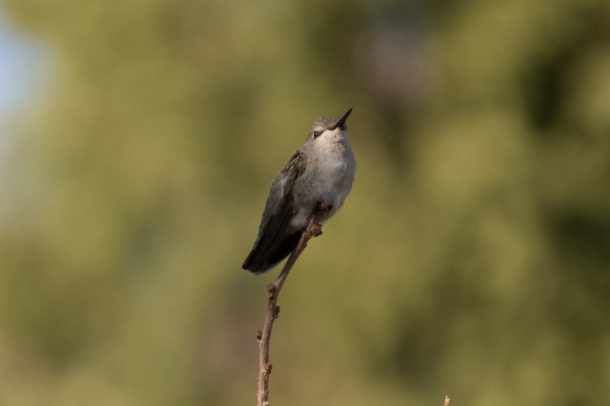 Costa's Hummingbird - Marbry Hopkins