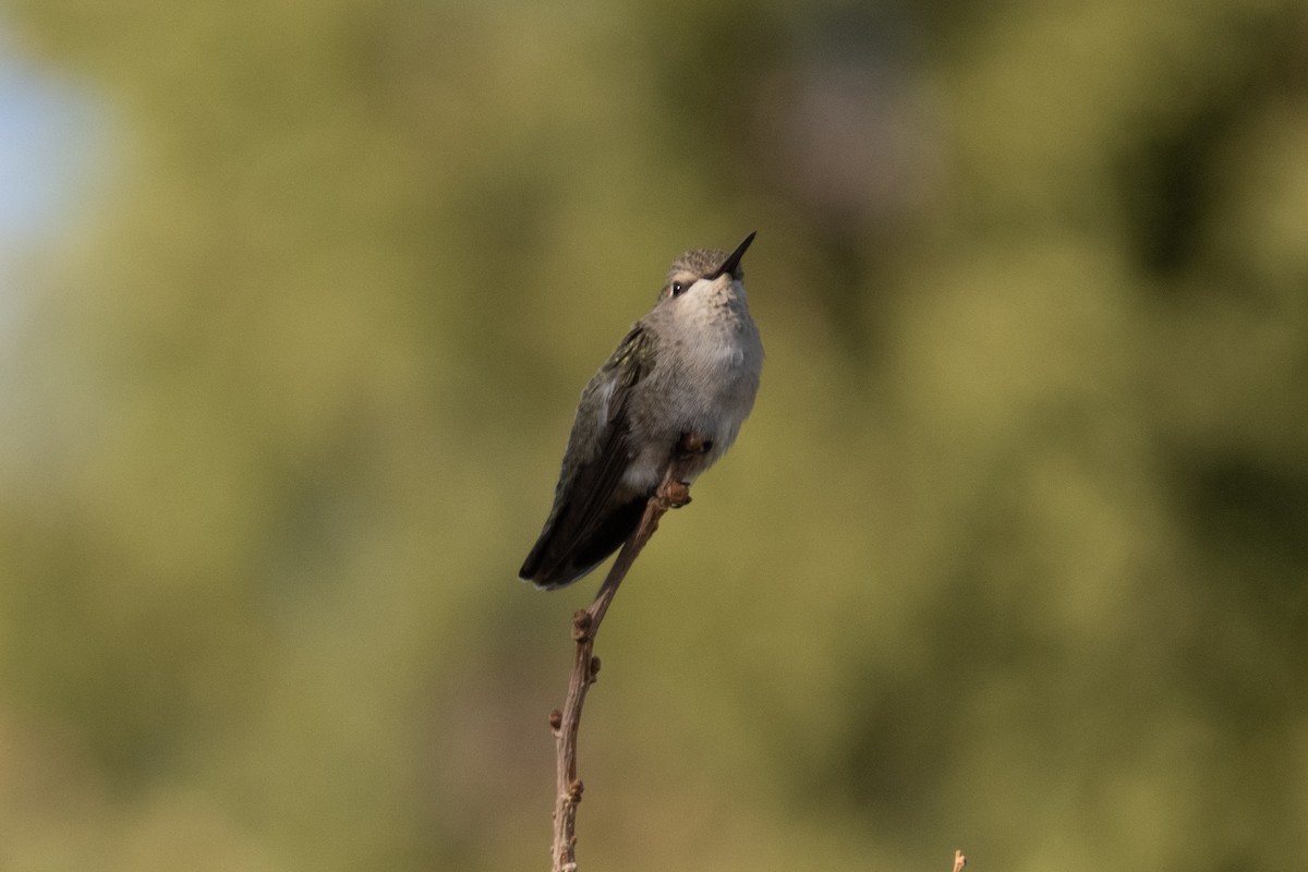 Colibri de Costa - ML188380991