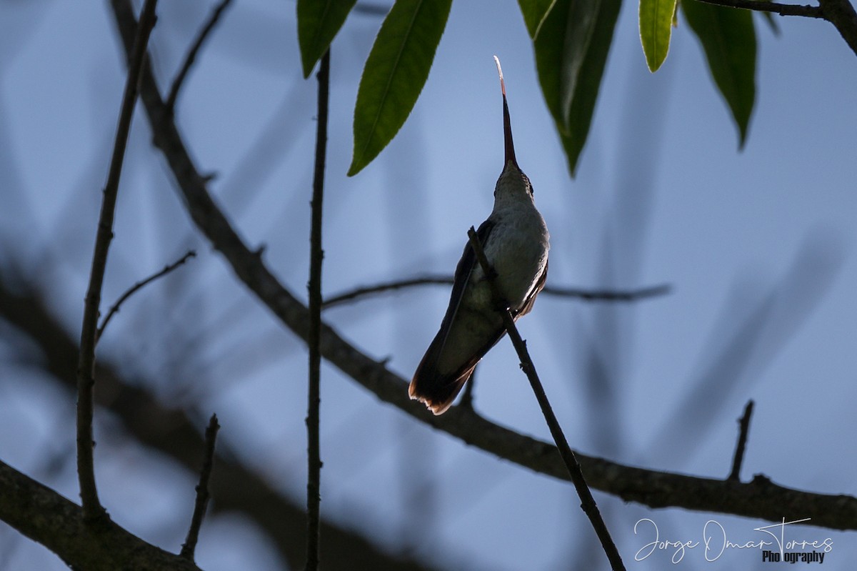 White-bellied Hummingbird - ML188381551