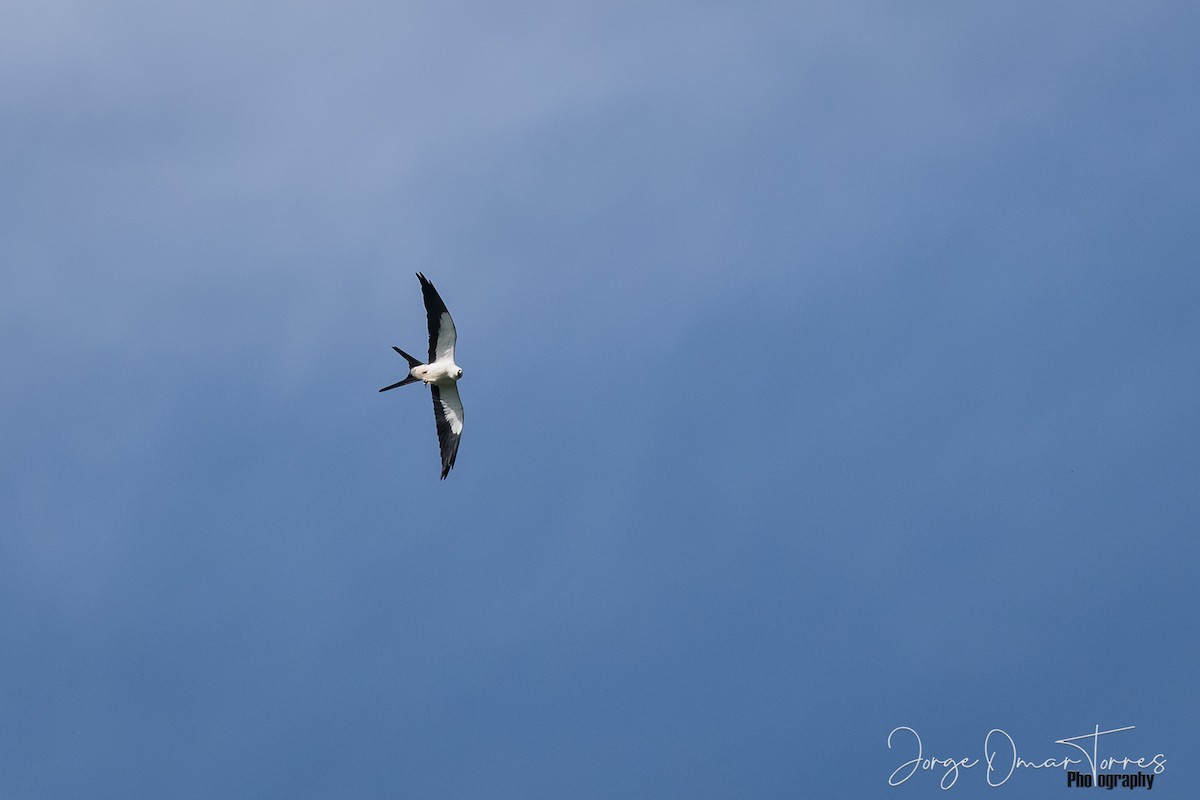 Swallow-tailed Kite - Jorge Omar Torres