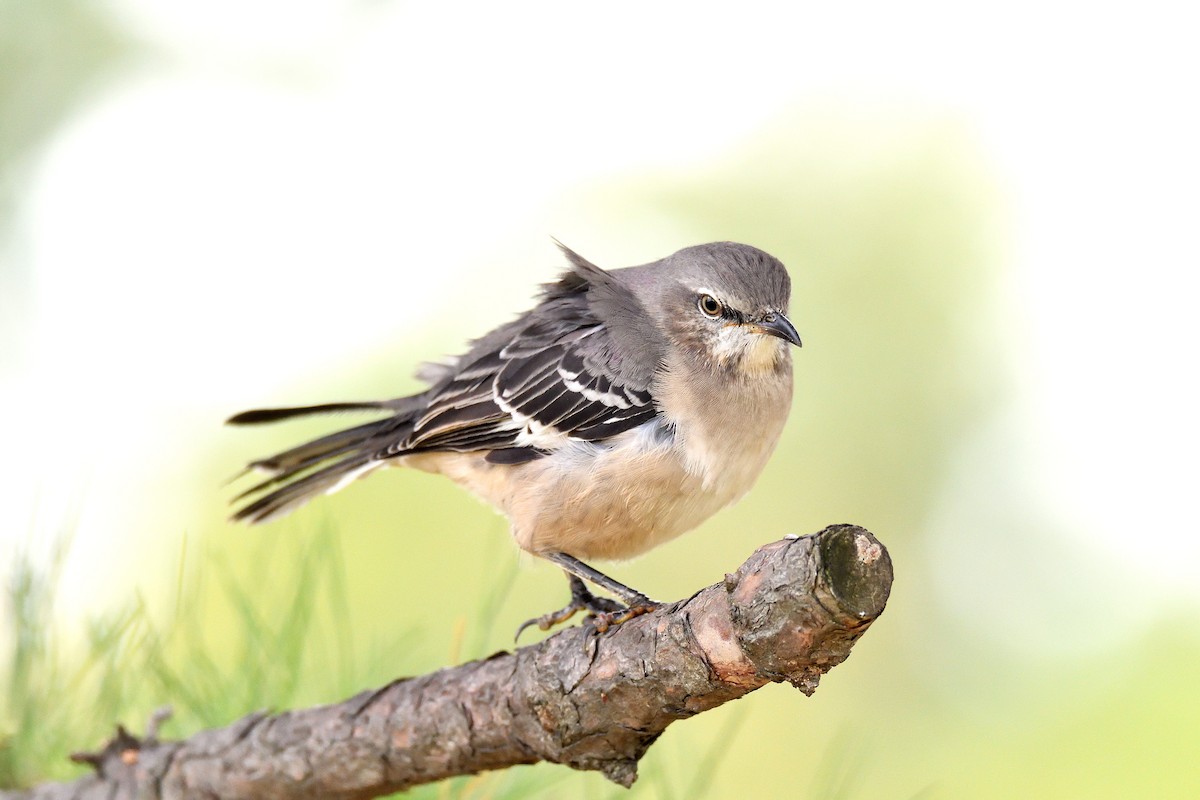 Northern Mockingbird - terence zahner