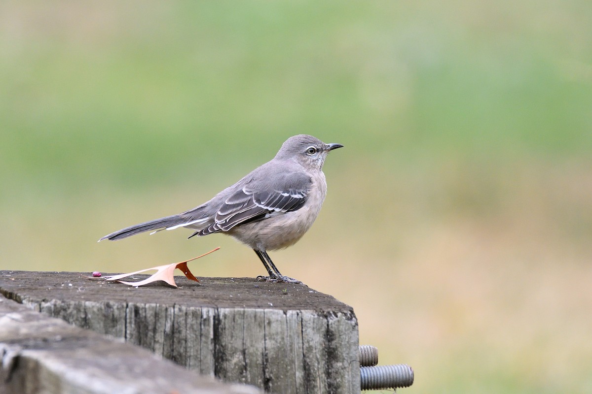 Northern Mockingbird - ML188382141