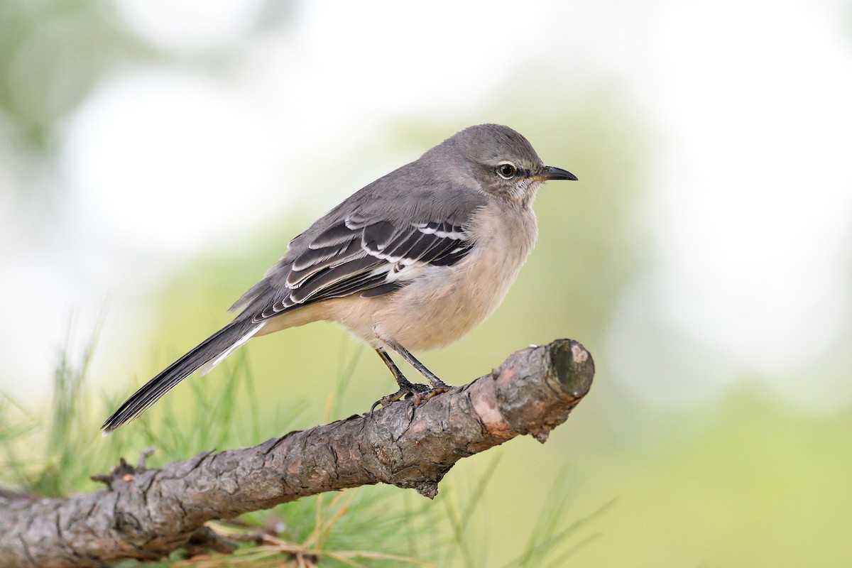 Northern Mockingbird - ML188382151