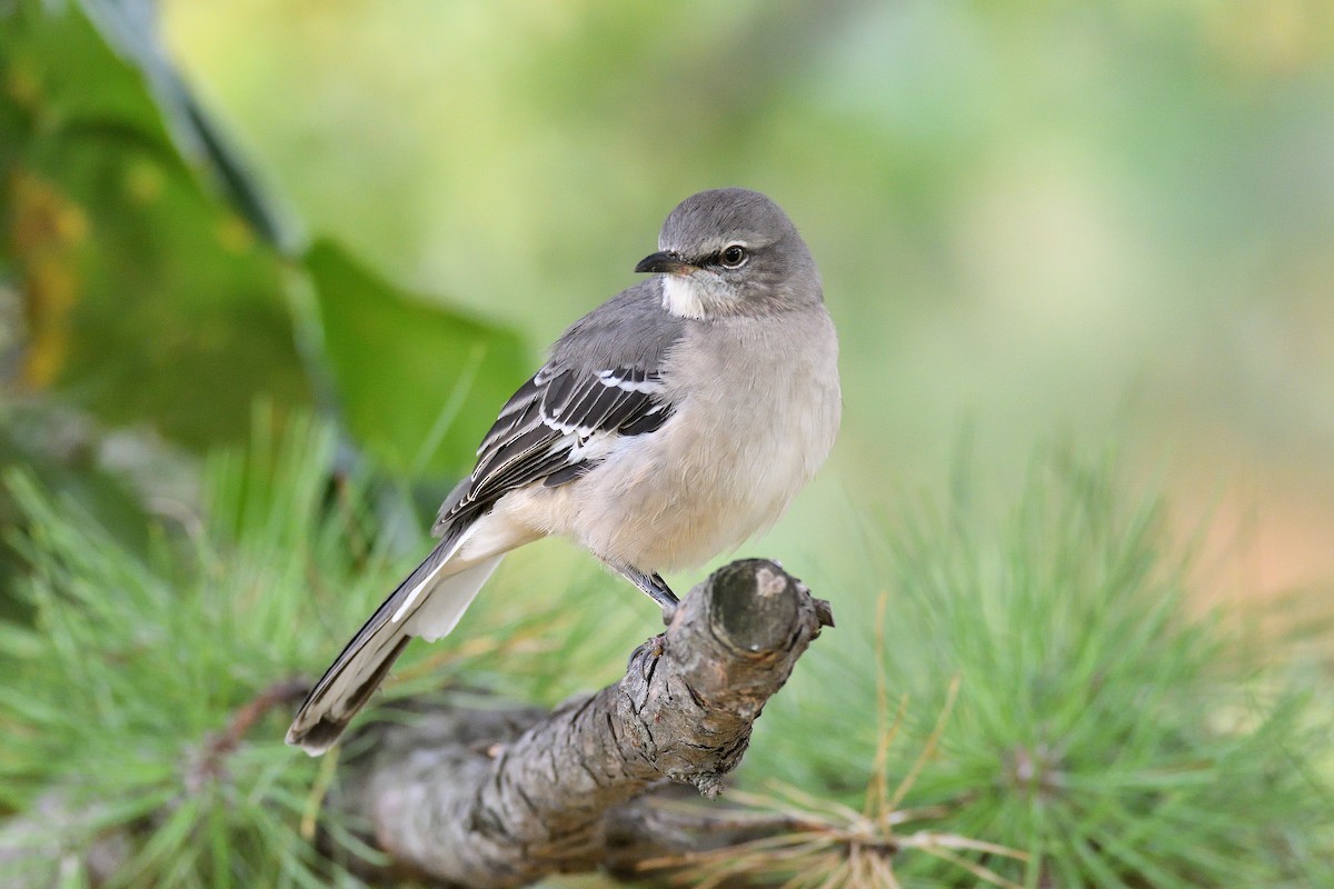 Northern Mockingbird - ML188382201