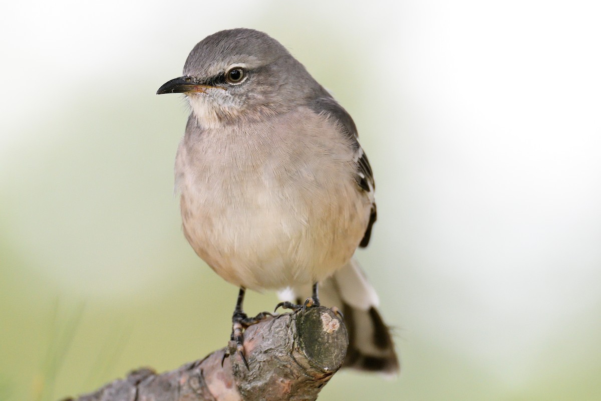 Northern Mockingbird - ML188382241