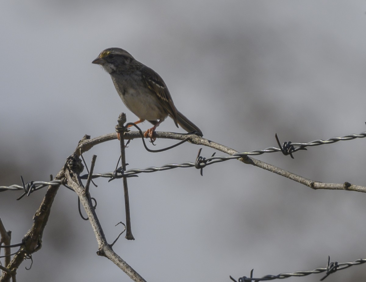 White-throated Sparrow - ML188384221