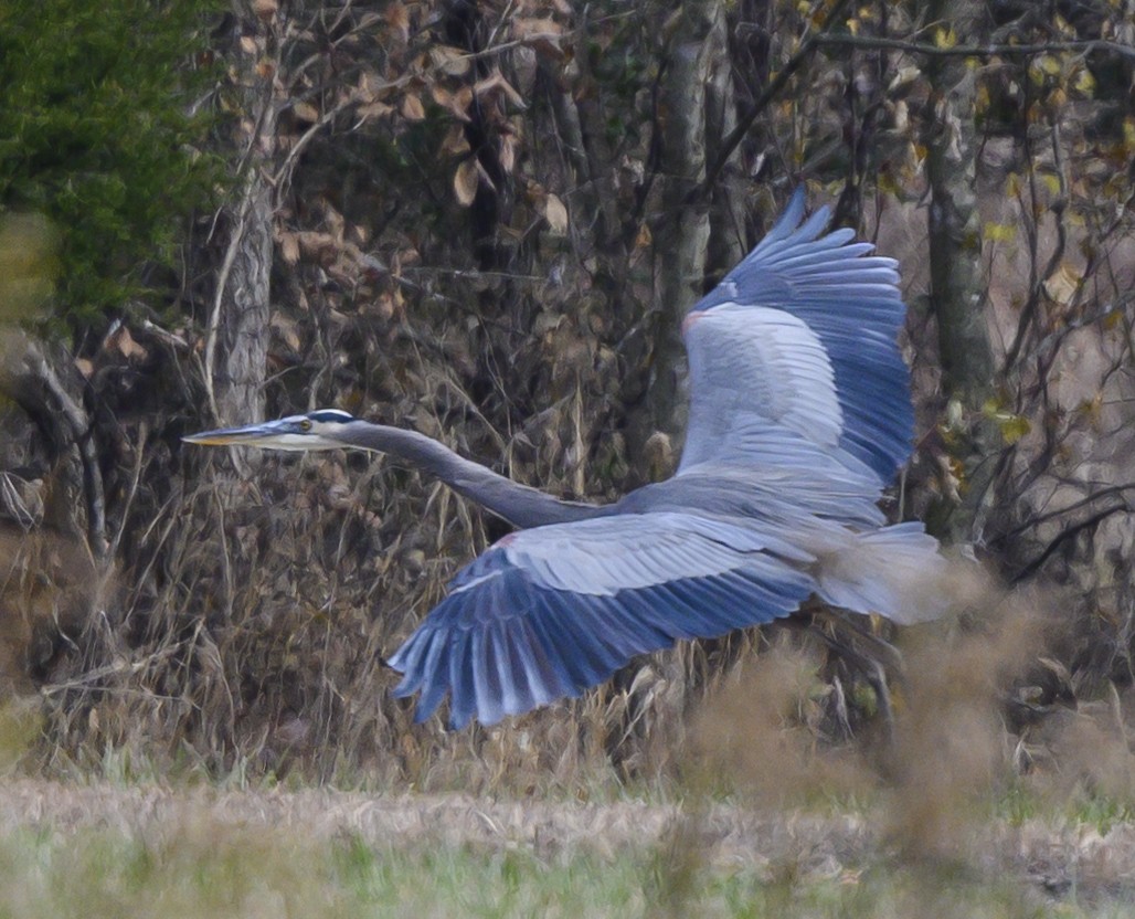 Great Blue Heron - Norman Soskel