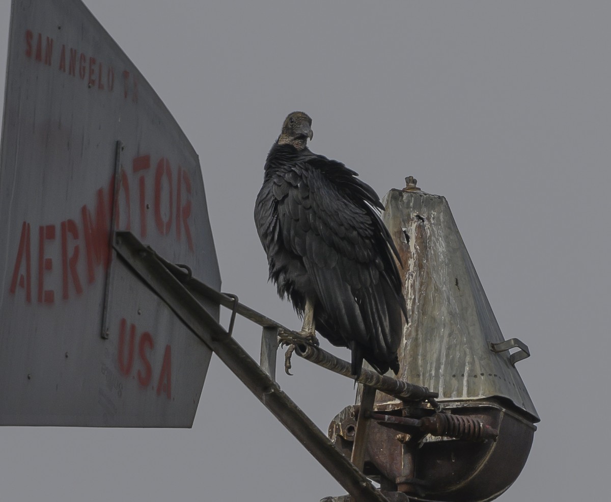 Black Vulture - ML188384681