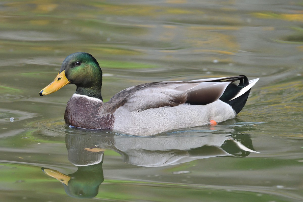 Canard colvert - ML188385231