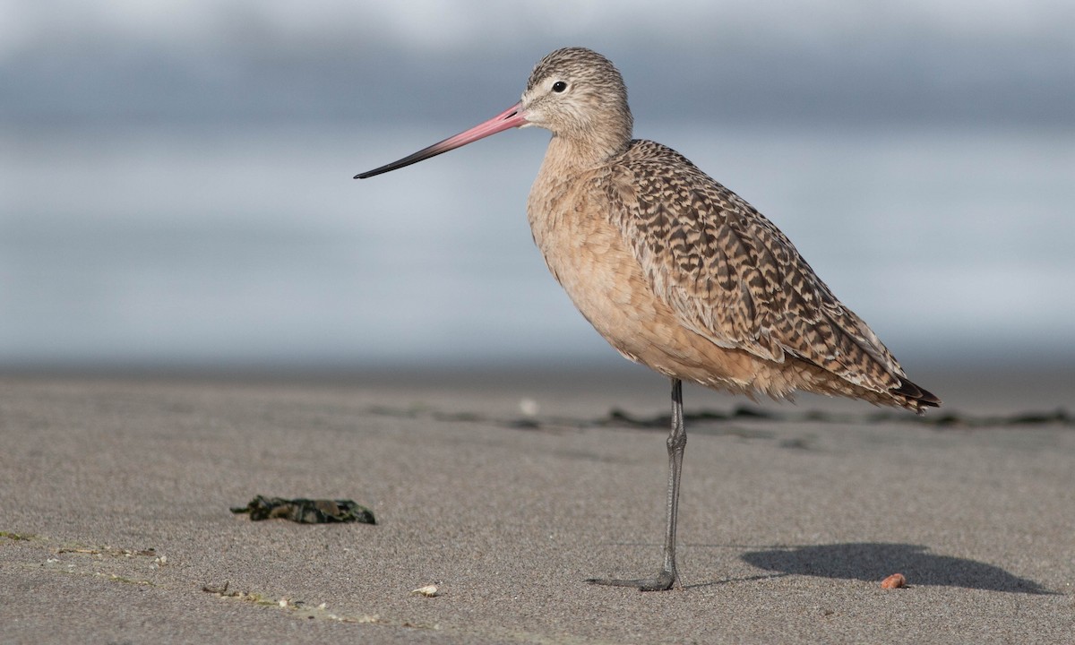 Marbled Godwit - Paul Fenwick