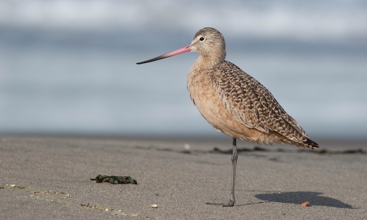 Marbled Godwit - Paul Fenwick