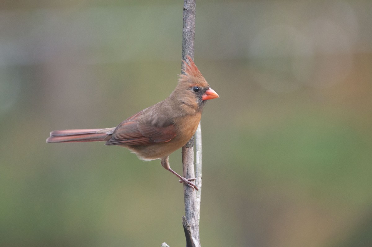 Northern Cardinal - ML188388841