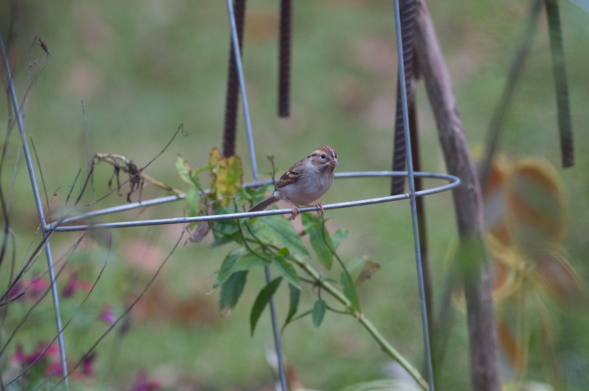 Chipping Sparrow - ML188388941
