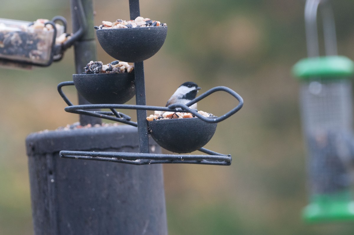 Carolina Chickadee - ML188389031