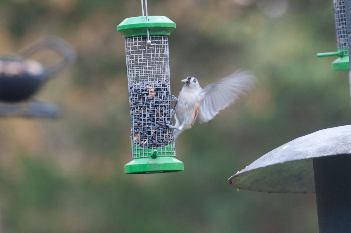 Tufted Titmouse - ML188389061