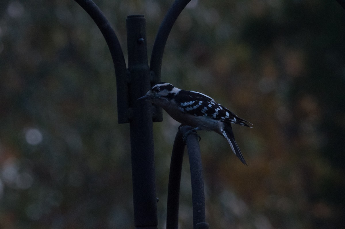 Downy Woodpecker - ML188389161