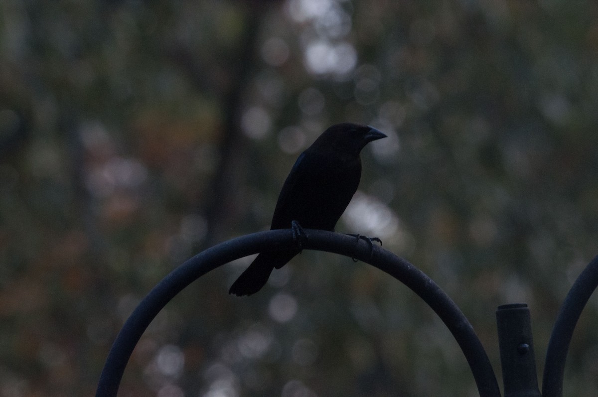 Brown-headed Cowbird - ML188389191