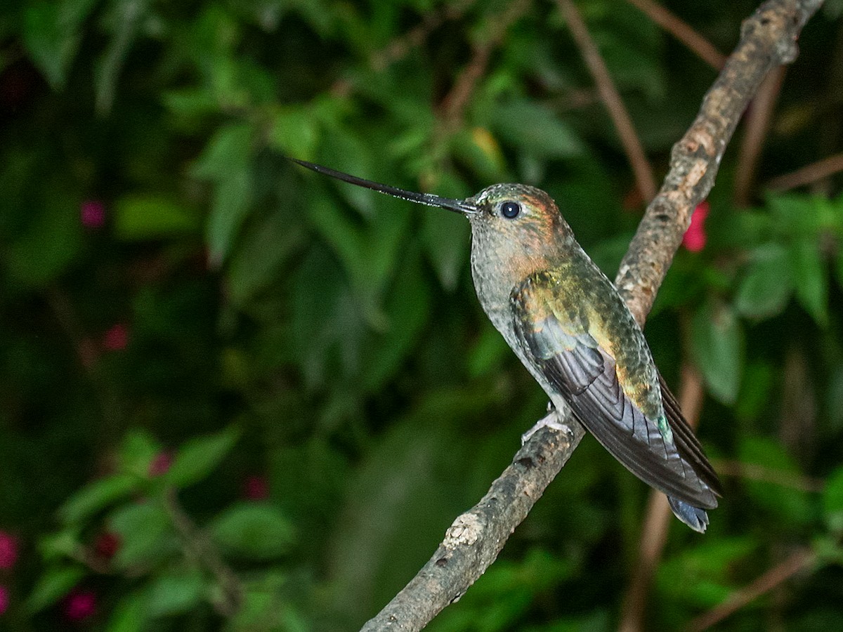 kolibřík zelenočelý - ML188390211