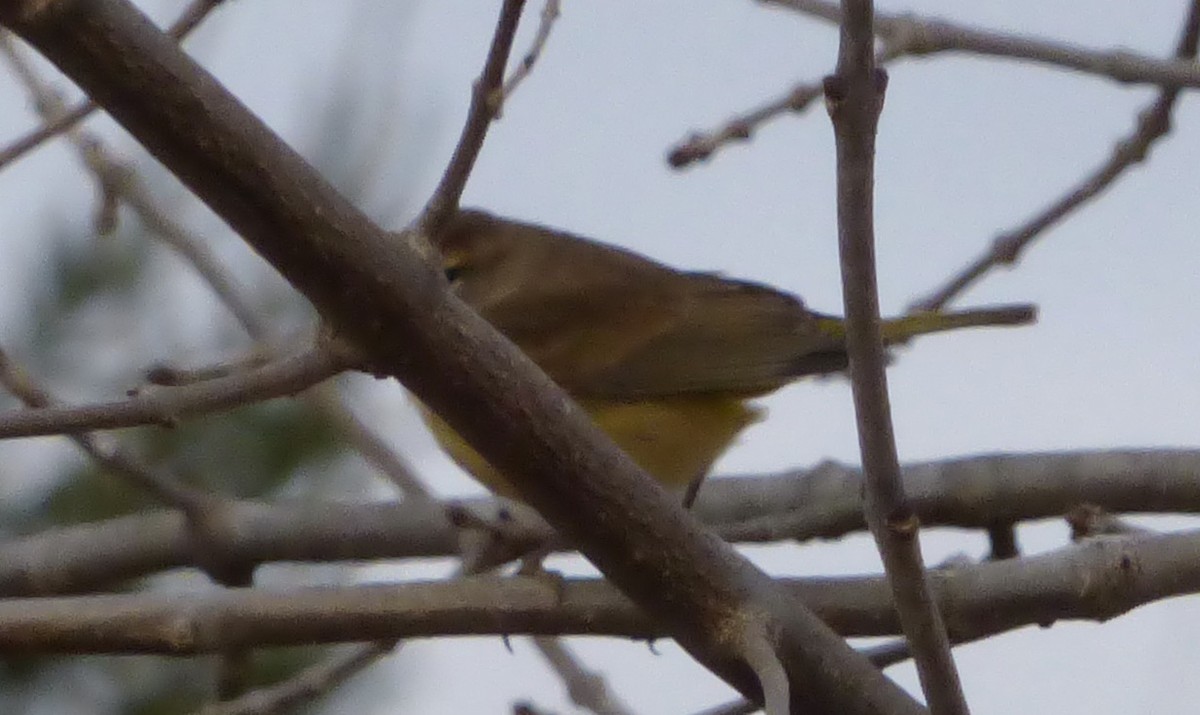 Palmiye Ötleğeni - ML188391431