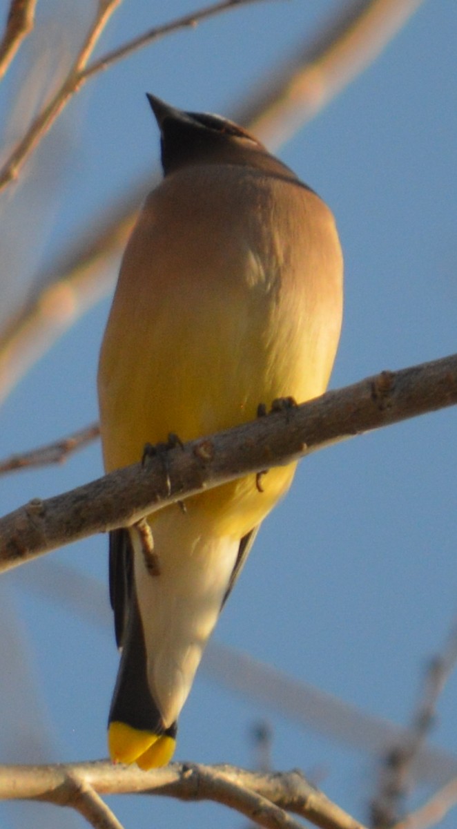 Cedar Waxwing - Nick Worth