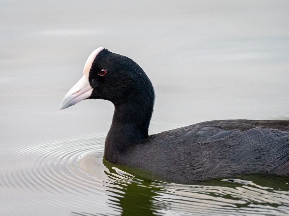 Hawaiian Coot (White-shielded) - Kelly Ballantyne