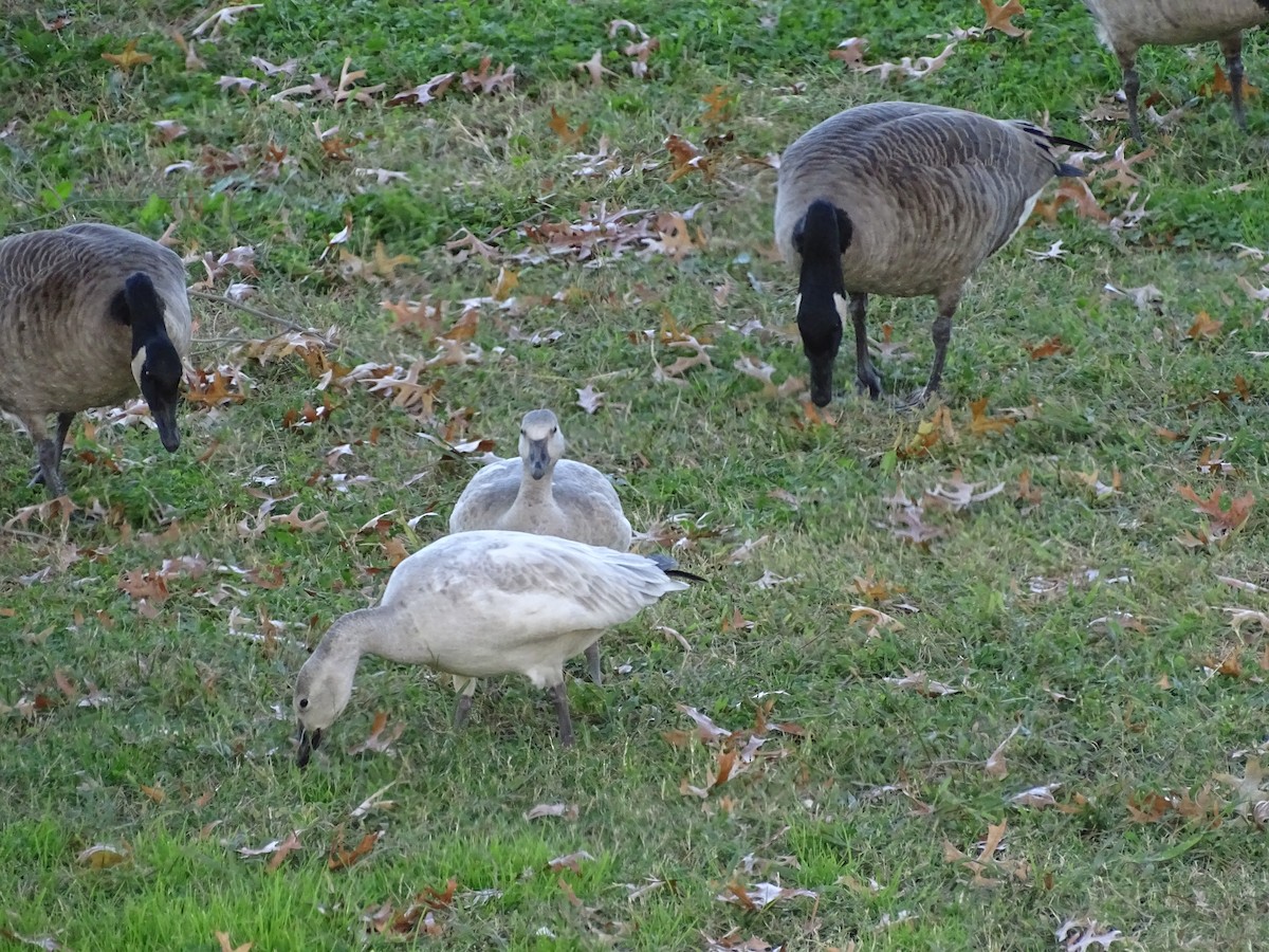 Snow Goose - ML188393861