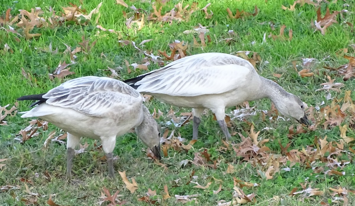 Snow Goose - Ken and Brenda Kyle