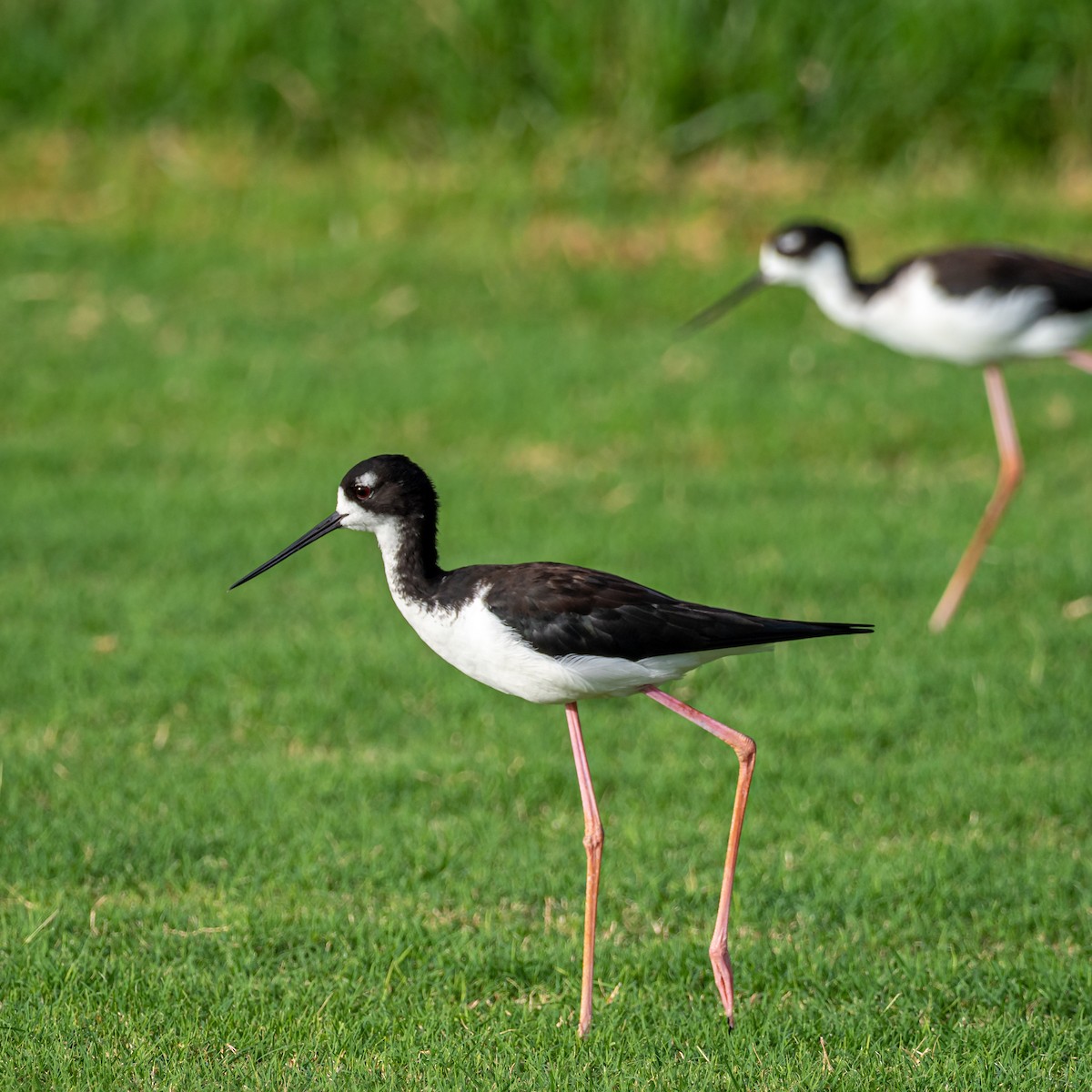 Black-necked Stilt (Hawaiian) - Kelly Ballantyne