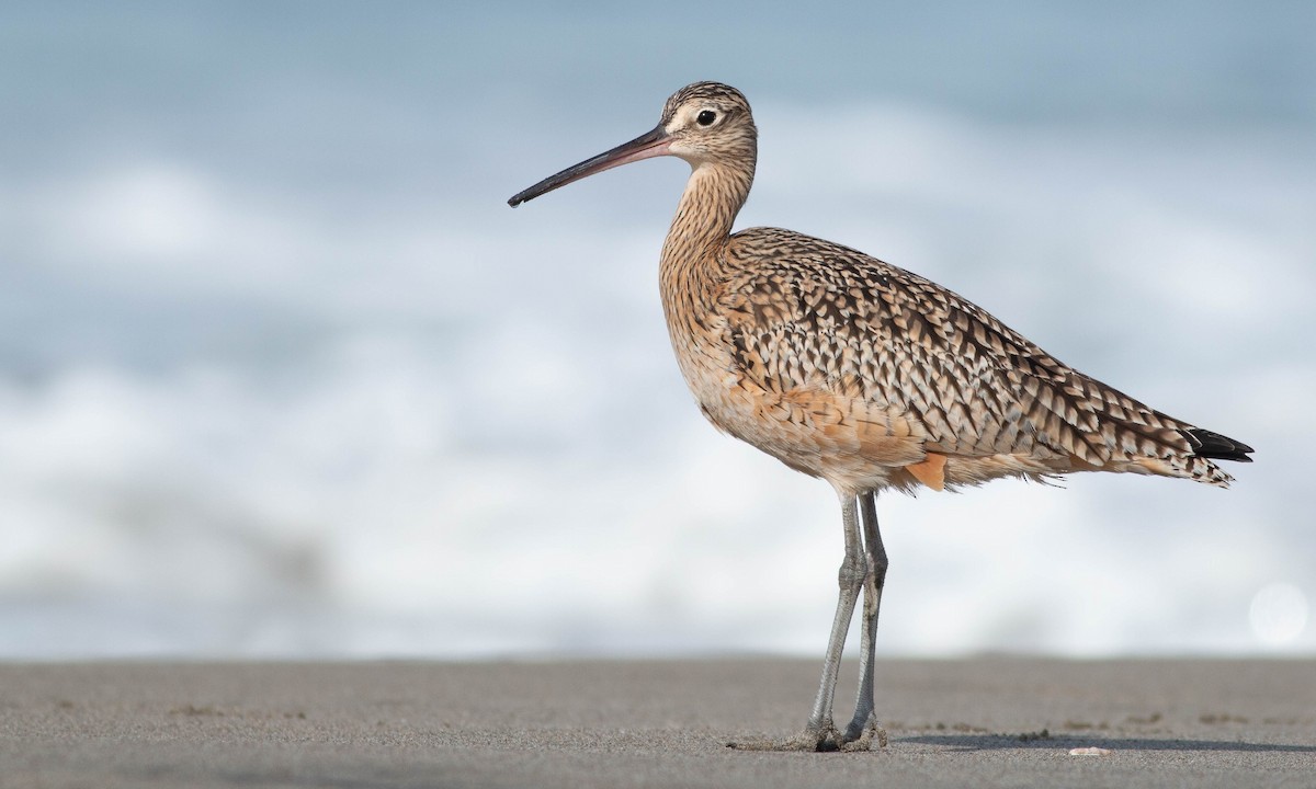 Long-billed Curlew - Paul Fenwick