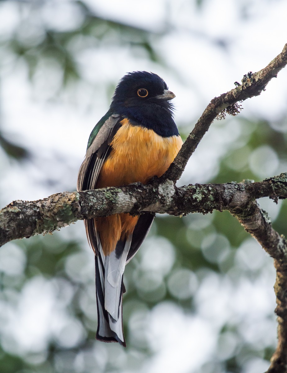 Surucua Trogon (Orange-bellied) - ML188397781